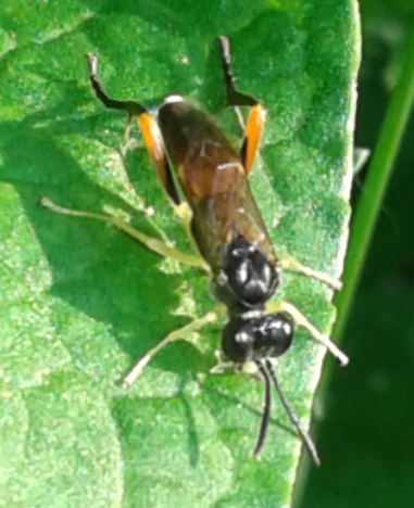 Tenthredinidae da ID: maschio di Macrophya rufipes